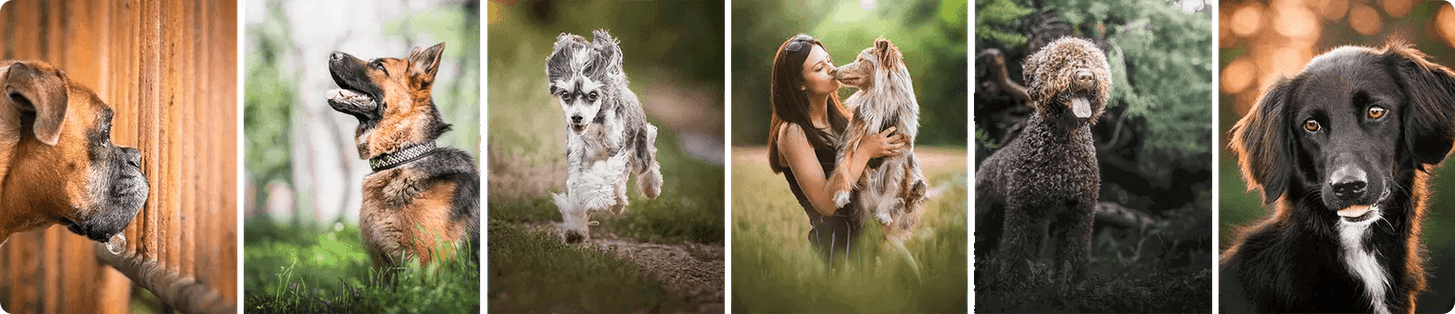 [Тамара Кедвес] Идеальные Pawtraits (2024)